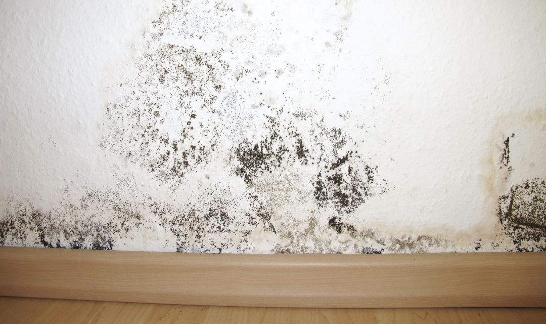 Schimmelbefall an einer Kellerwand